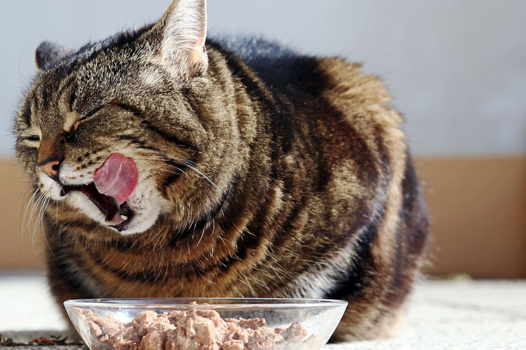 อาหารเปียกตัวช่วยดีๆ สำหรับแมวไม่กินน้ำ