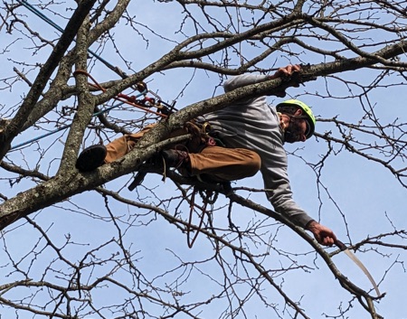 Gabe Waterhouse working his way out the tree limb to remove the dead branches