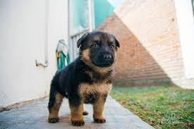 Image result for german shepherd