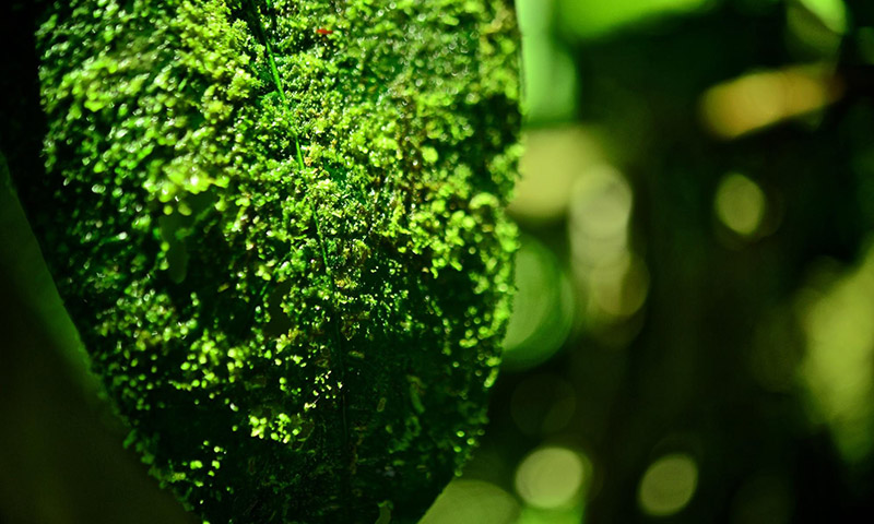 Hoja de árbol