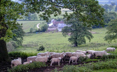 A small flock of sheep and lambs walking past a tree with leafy branches, down a hill, barn in distance.