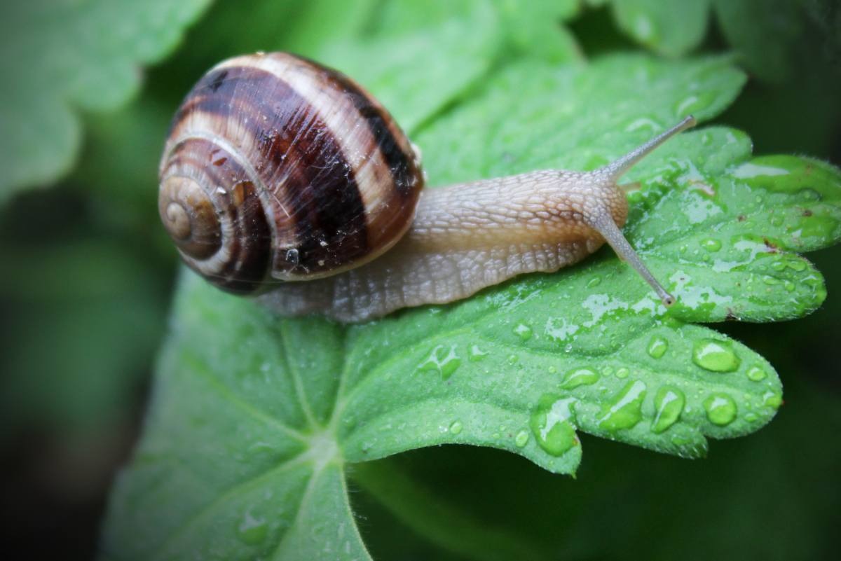 What Do Garden Snails Eat
