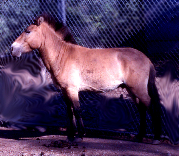 Przewalski's horse stallion