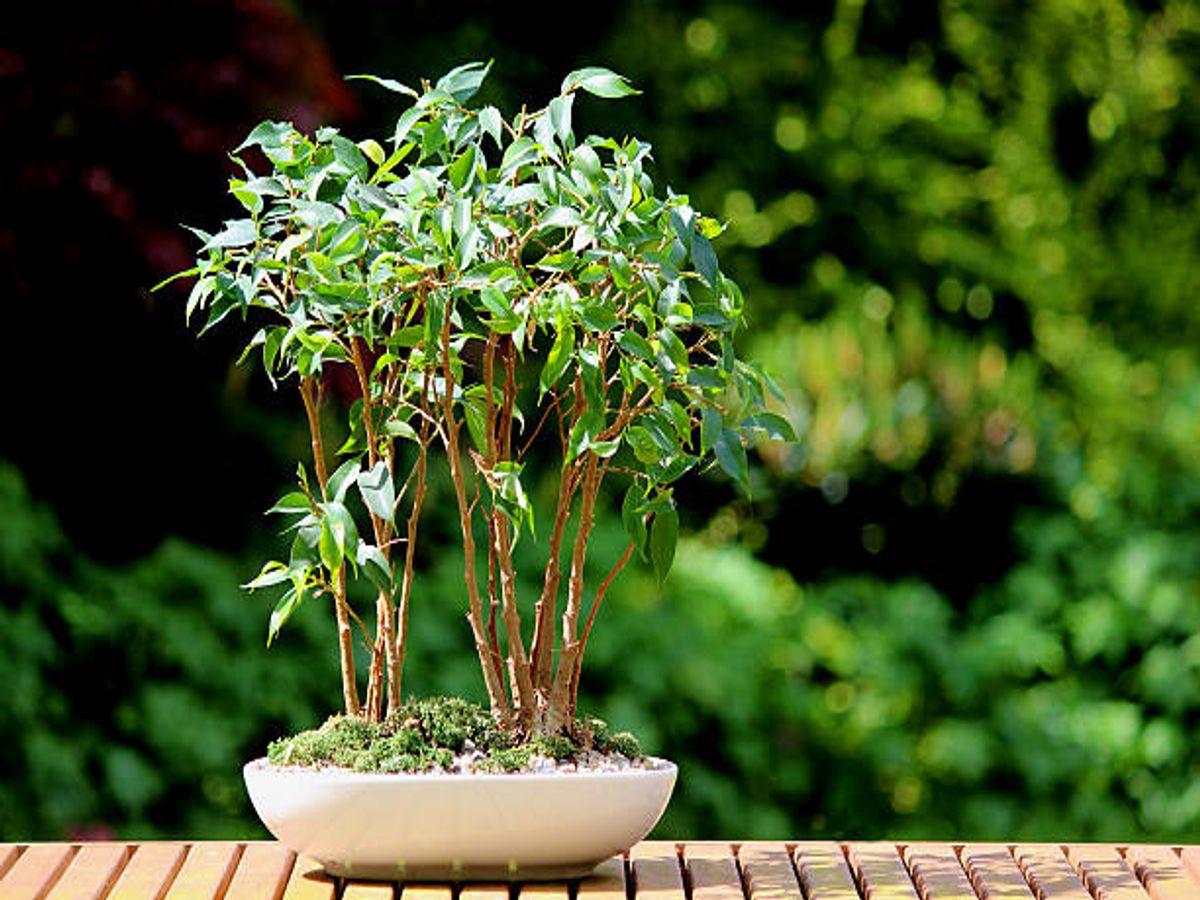 Bonsai for Beginners - A Complete Guide in 2022