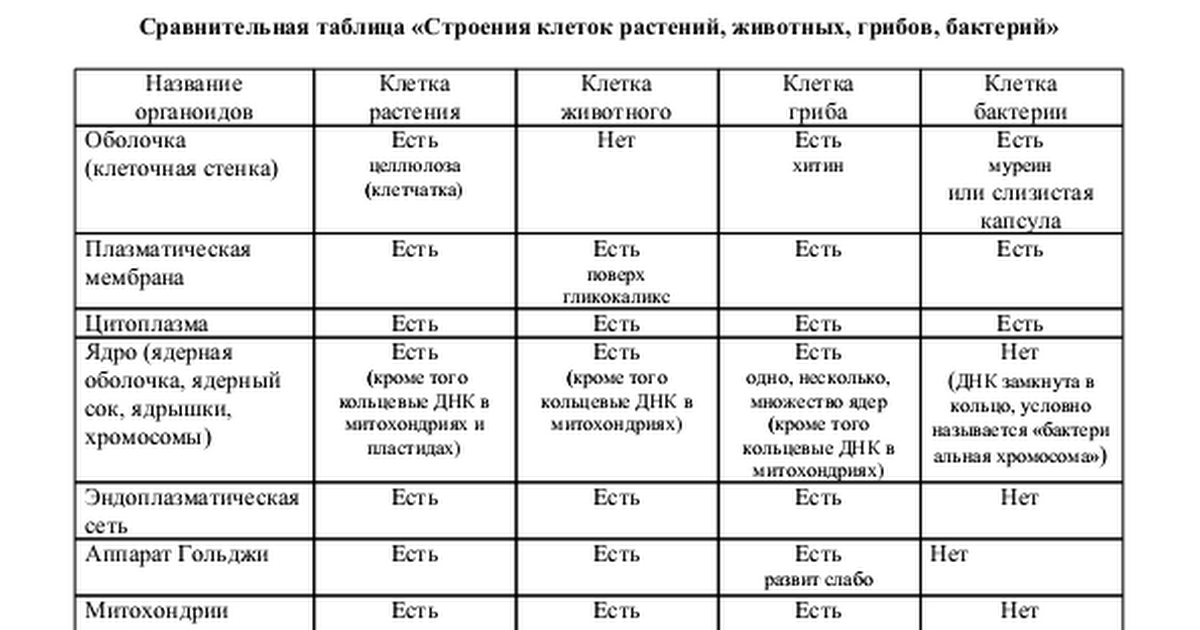 Сравнительная характеристика растений животных и грибов таблица