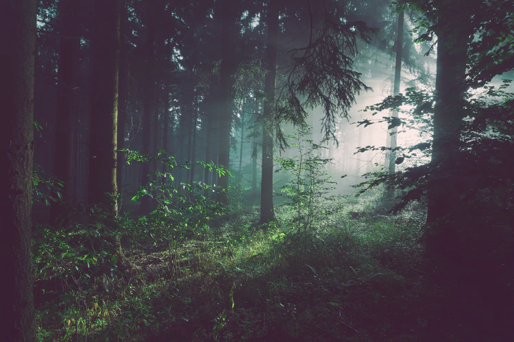The 10 Largest Forests in the World