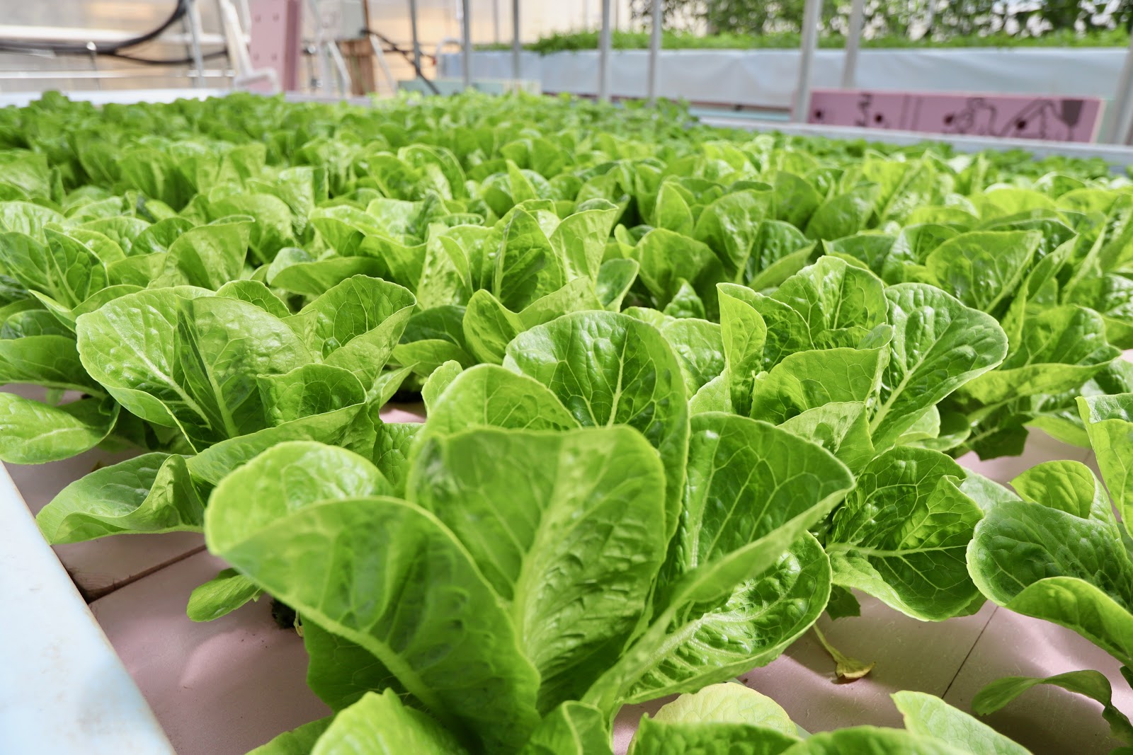 Rows of lettuce at Southern Organics. (Photo by Christine Hull for Bham Now) ﻿
