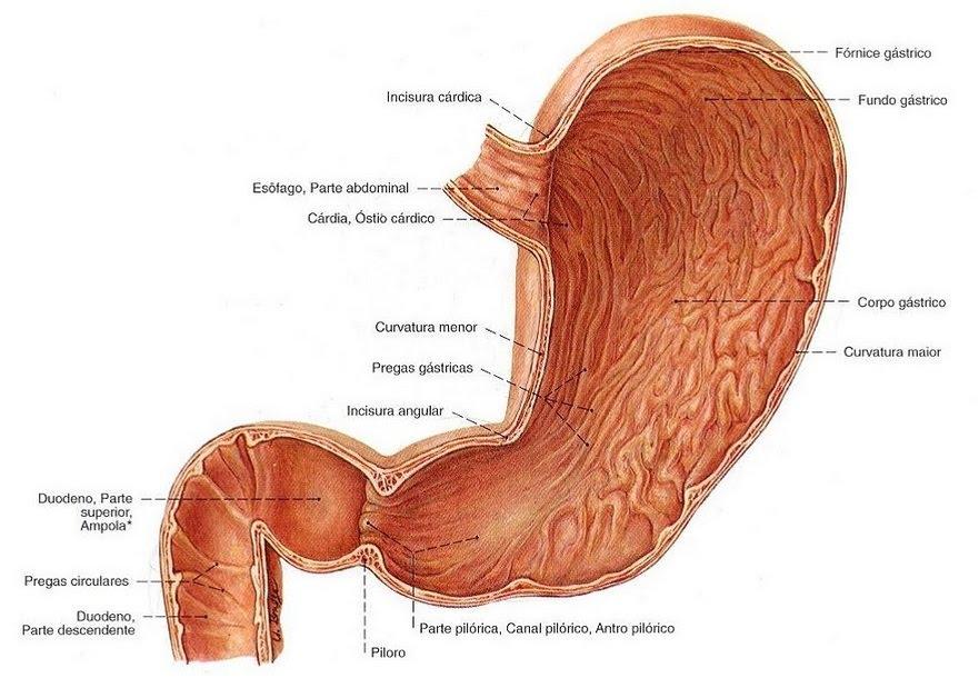 Anatomia do estômago e duodeno: as estruturas dos principais órgãos da  digestão | Colunistas - Sanar Medicina