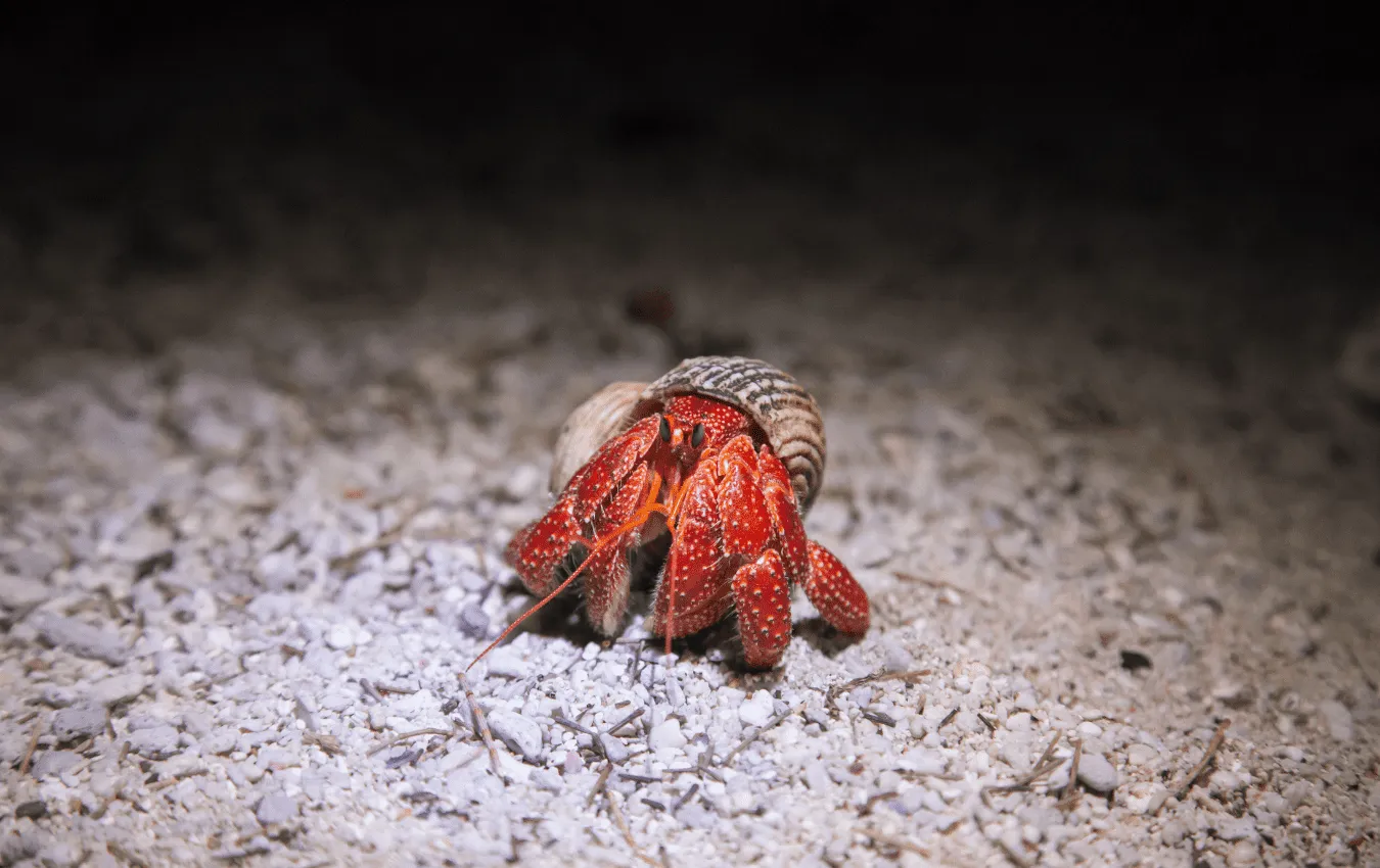 Can Hermit Crabs Eat Strawberries