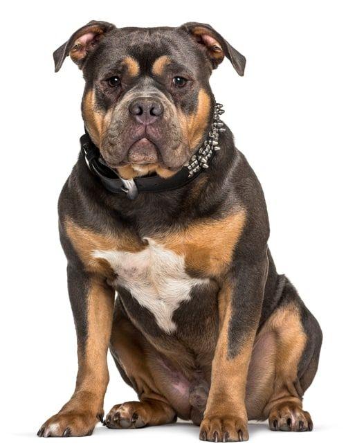 Tri Color Bully, tri colored bully, tri bully, bully tri color, tri color american bully