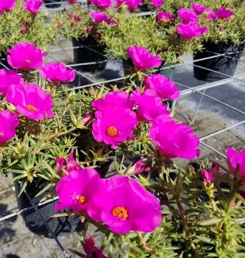 Hot pink flowering basket; tolerates heat and full sun