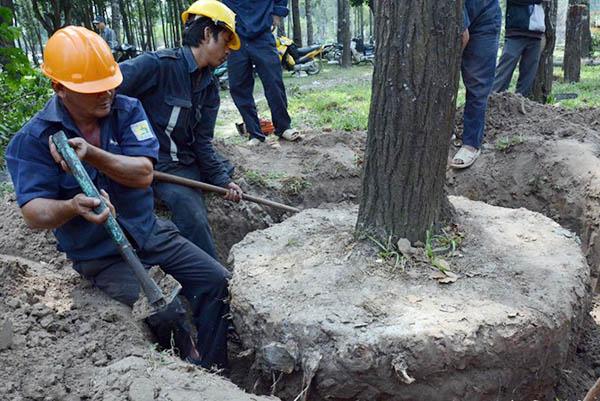 Káº¿t quáº£ hÃ¬nh áº£nh cho di dá»i cÃ¢y xanh