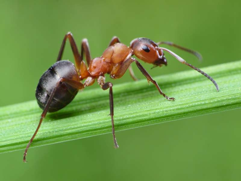 Đặc điểm sinh học của loài kiến
