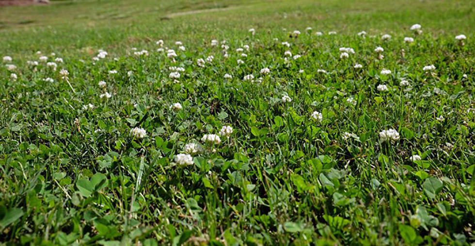 A field of clover offers a lawn alternative to grass