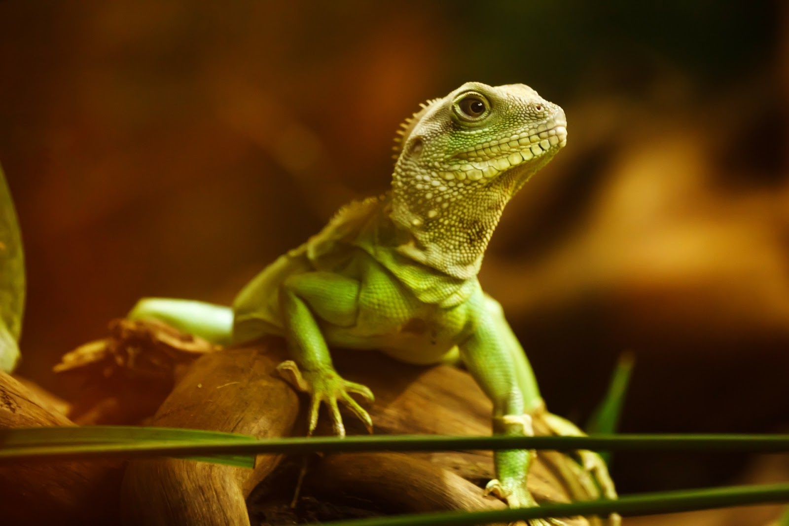 Lizard on branch