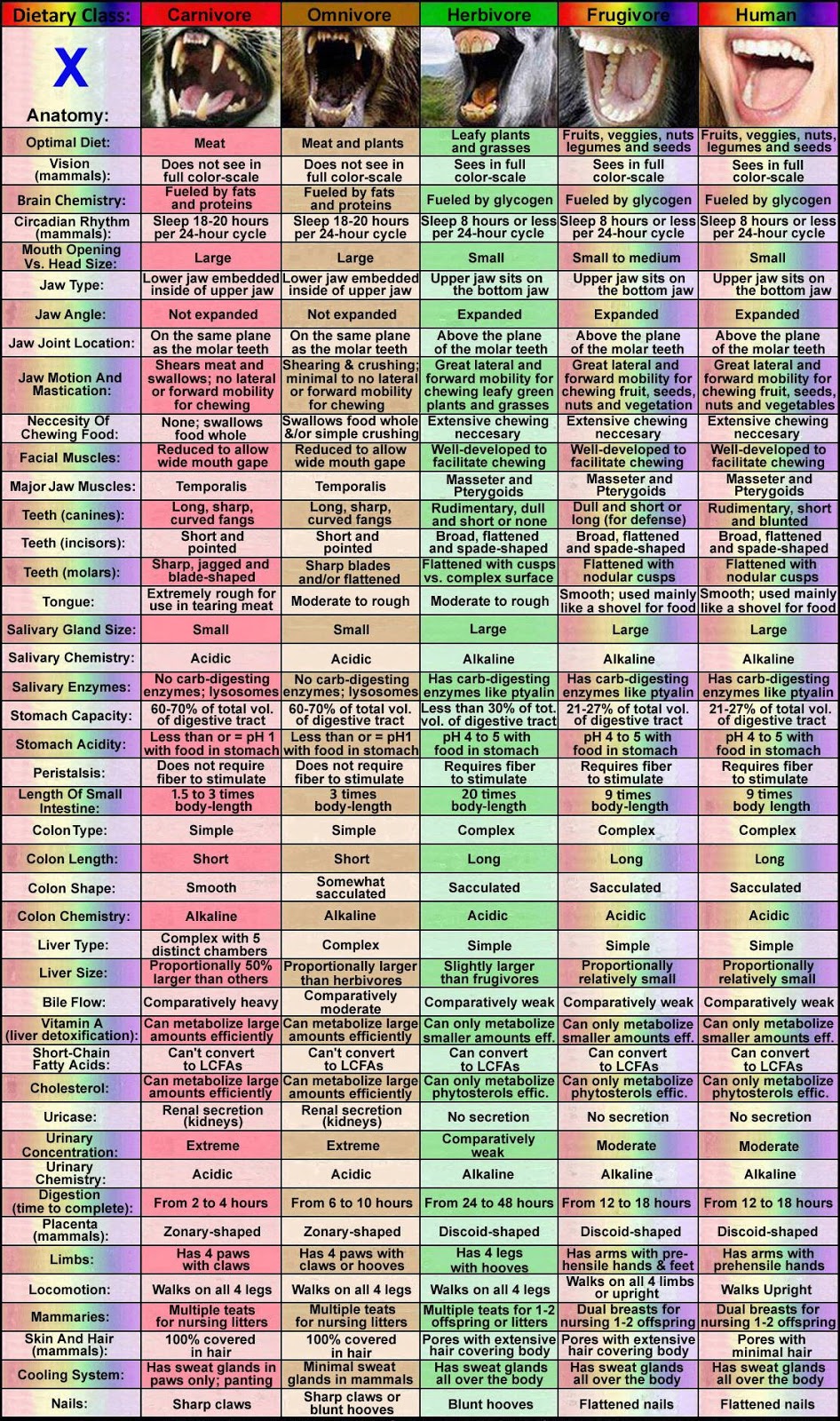 comparative anatomy of frugivore.jpg