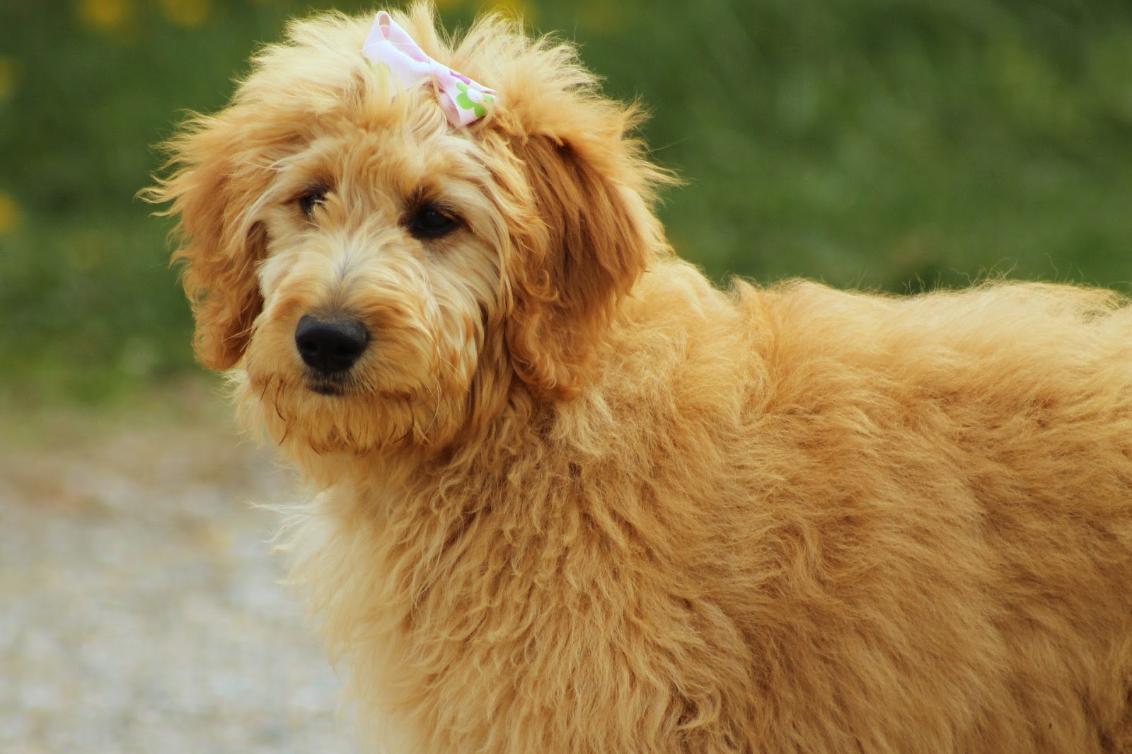 goldendoodle with bow tie in hair