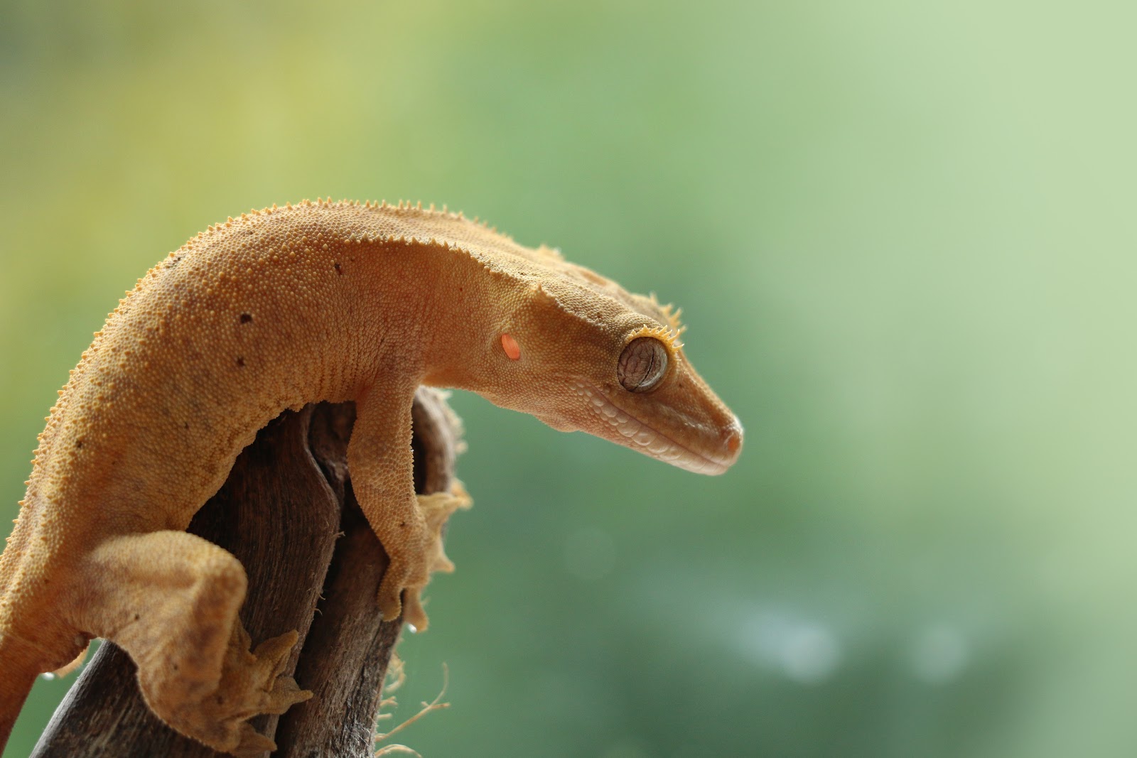 Gecko on branch