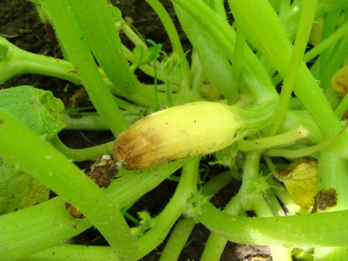  cucumber with Blossom End Rot, showing a dark, sunken lesion on the blossom end of the fruit