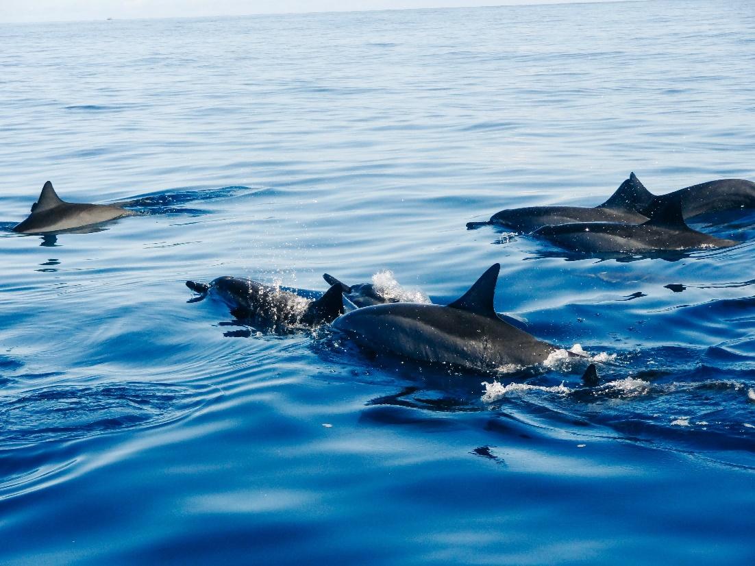 A group of dolphins swimming in the water

Description automatically generated with medium confidence