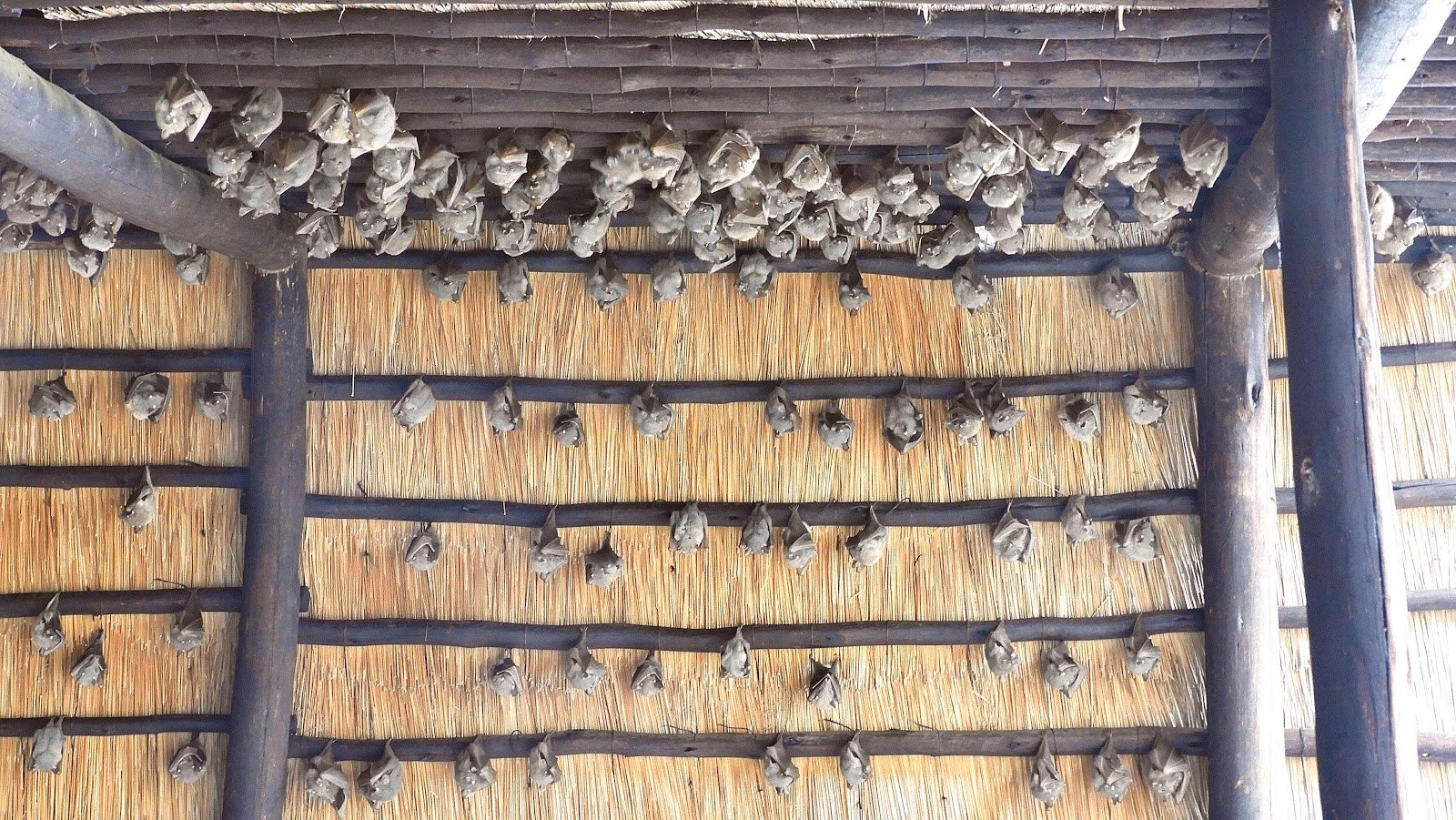 Bats in Ndlovu