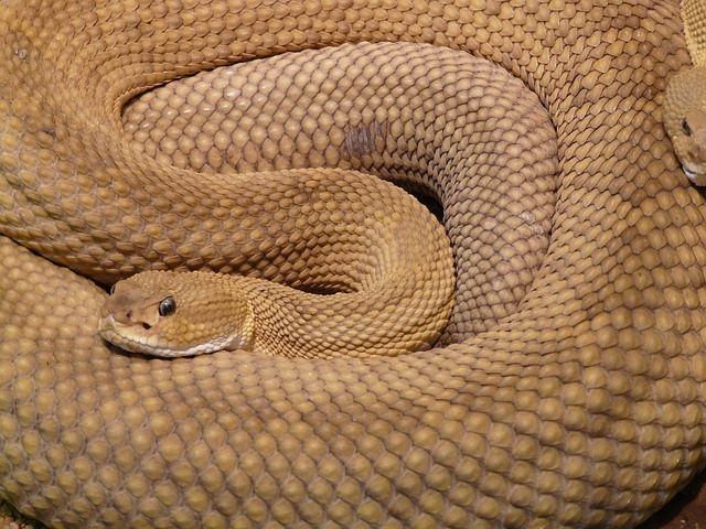 Basilisk Rattlesnake