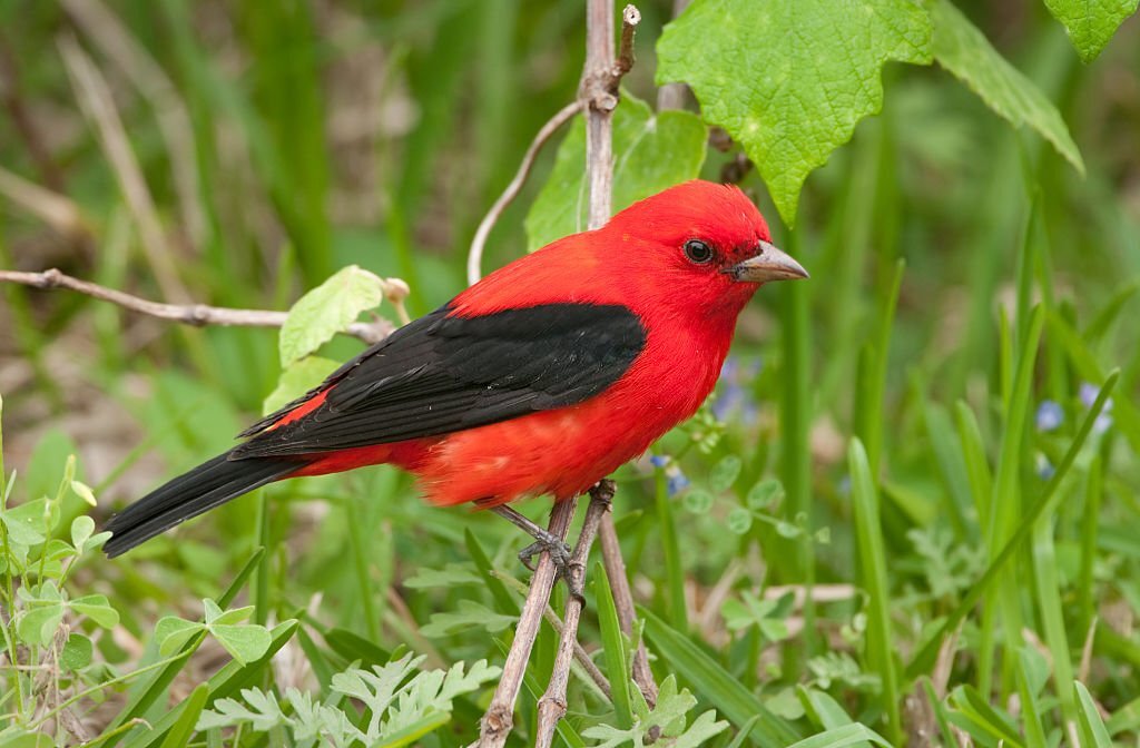 25+ ORANGE Breasted Birds 2023 [incl Pictures]
