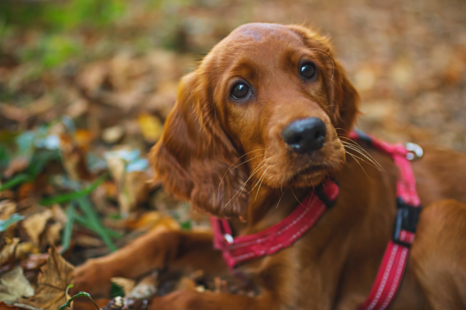 Irish Setters have high energy and is a perfect breed for kids.