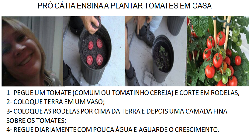 TOMATE CÁTIA.png