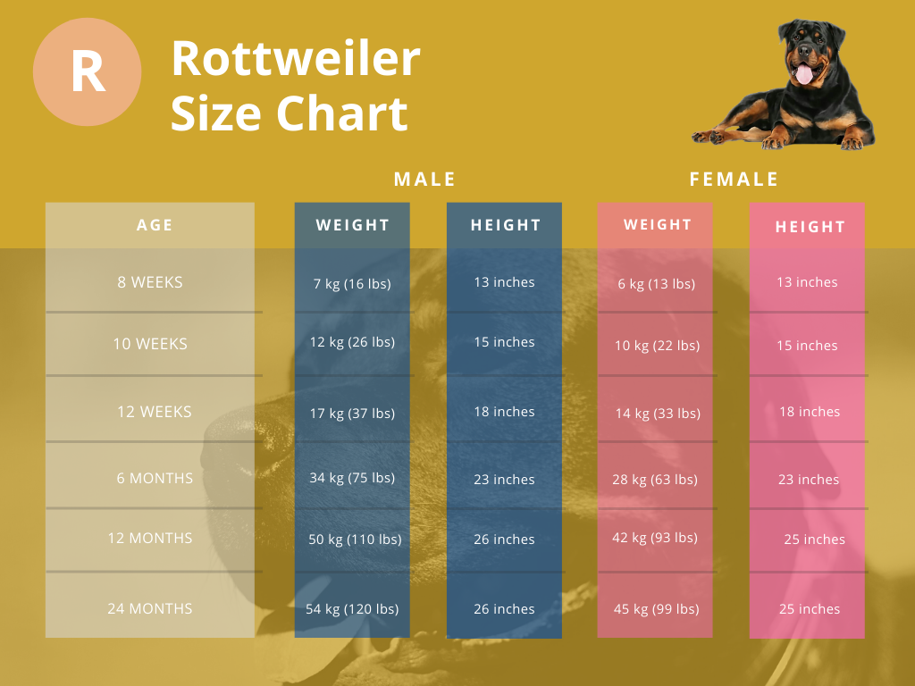 Rottweiler Feeding Guide: From Puppy to Adult – The German Shepherder