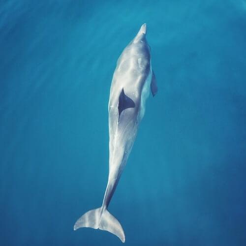 dolphin population falling