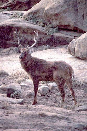 Malayan sambar deer stag
