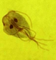 giardia yard spray)