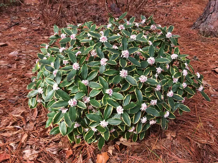 Winter Daphne (Daphne odora)