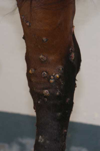 Characteristic suppurating nodules of sporotrichosis.