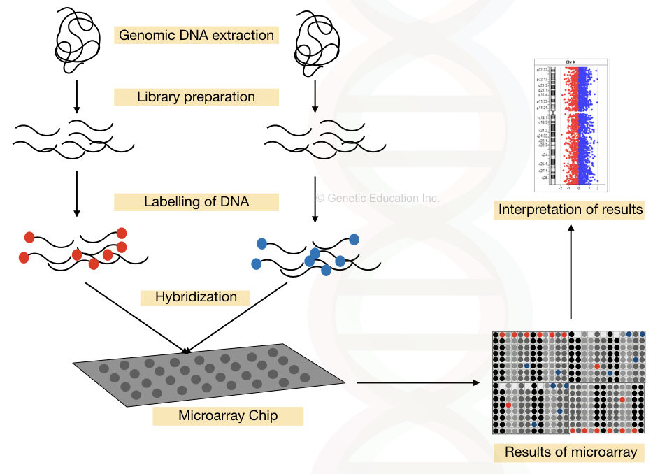 Illustration of Microarray process.