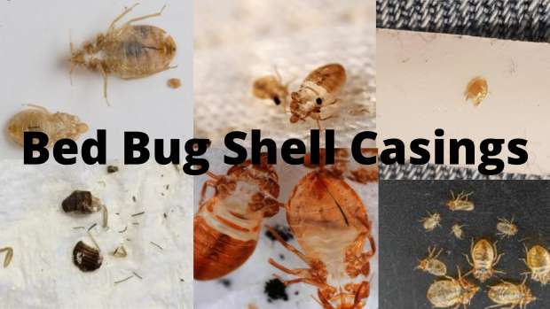 bed bug shell casings