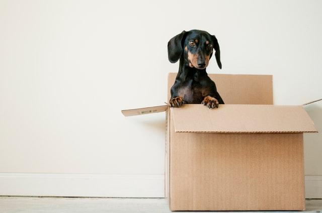A dog sitting on a box

Description automatically generated with medium confidence