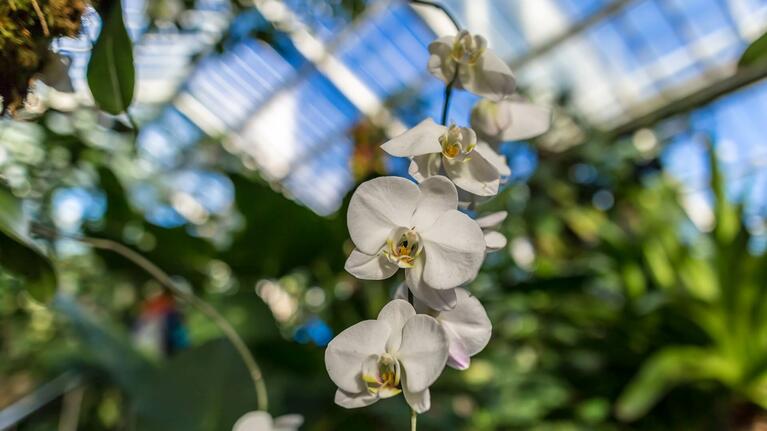 The glass houses of Kew Gardens are full of color in February