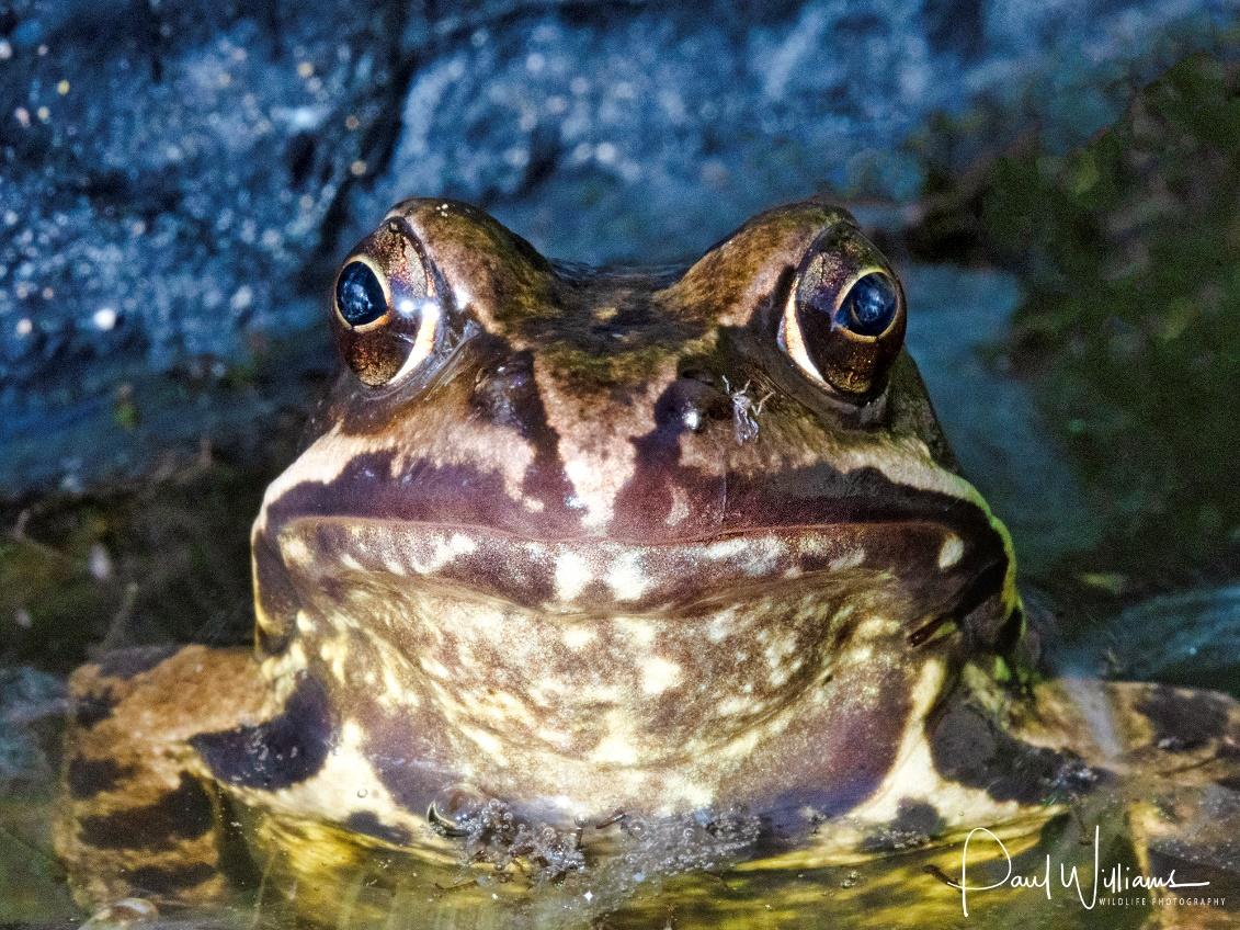 A close up of a frog

Description automatically generated