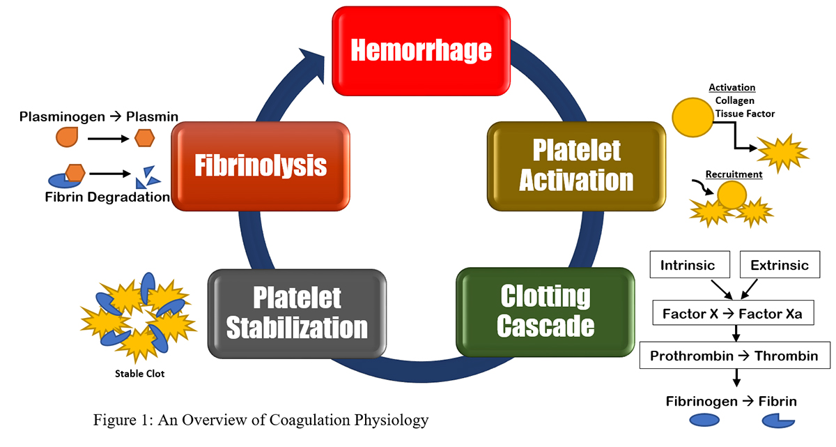 massive transfusion protocal - activation of the clotting cascade