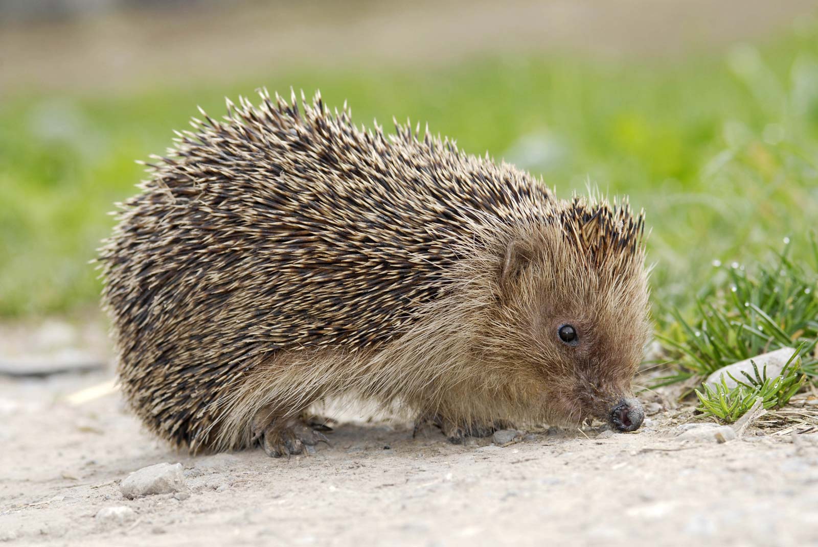 Can Hedgehogs Eat Carrots