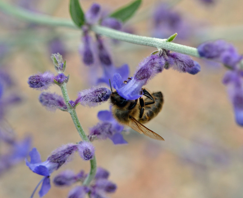 perovskia et abeille