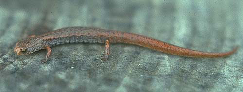 Four-toed Salamander