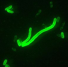 Yersinia pestis fluorescent.jpeg