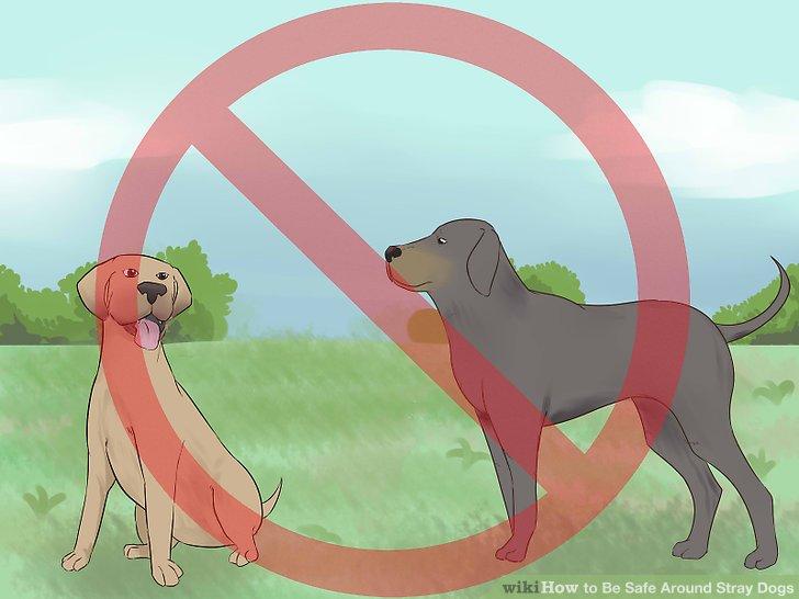 Macintosh HD:Users:sakshijain:Downloads:aid3191117-v4-728px-Be-Safe-Around-Stray-Dogs-Step-2-Version-2.jpg