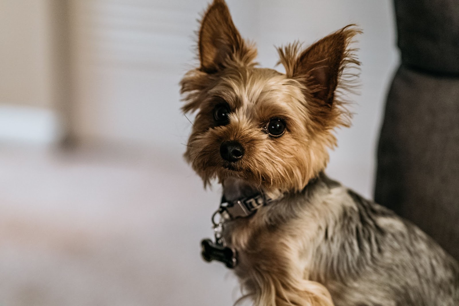 Why Does My Yorkie Eat Poop?