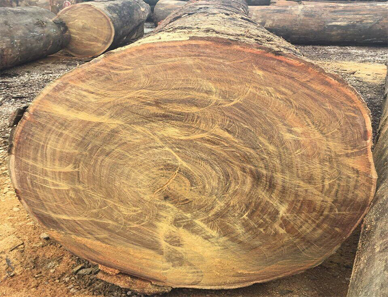Cách nhận biết gỗ lim Nam Phi