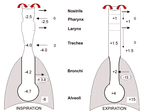  Relationship between the intra- and extra-airway pressures showing how the transmural pressure may be dilating or collapsing at different levels and at different times of the respiratory cycle.