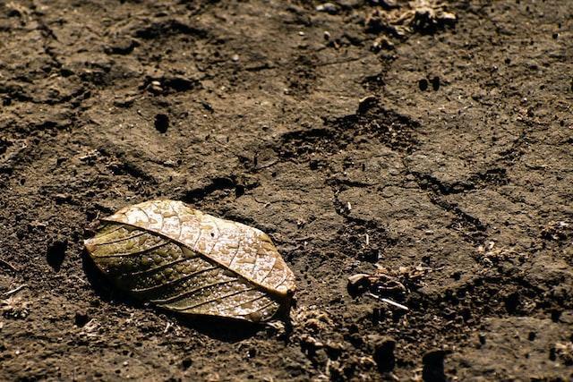  A leaf on the ground of dirt.